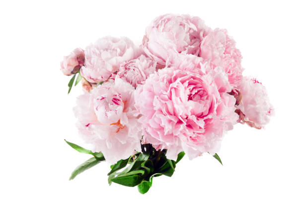 istock Pink peony flower isolated on white background 1552426614