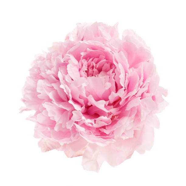 istock Pink peony flower isolated on white background 1552426630