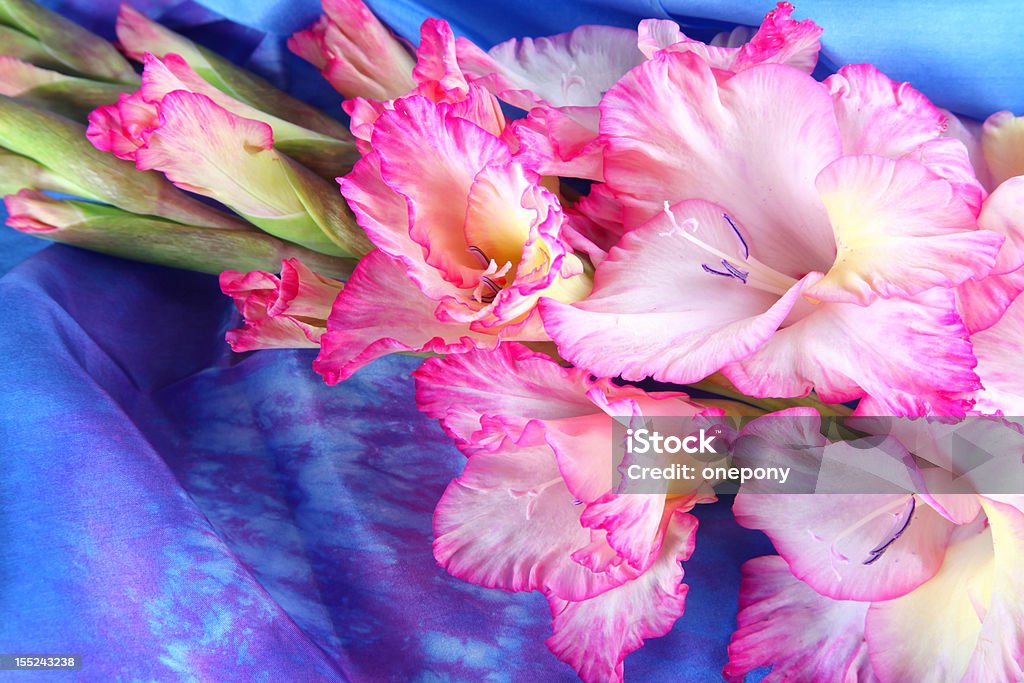 Pink Gladiole - Lizenzfrei Baumblüte Stock-Foto