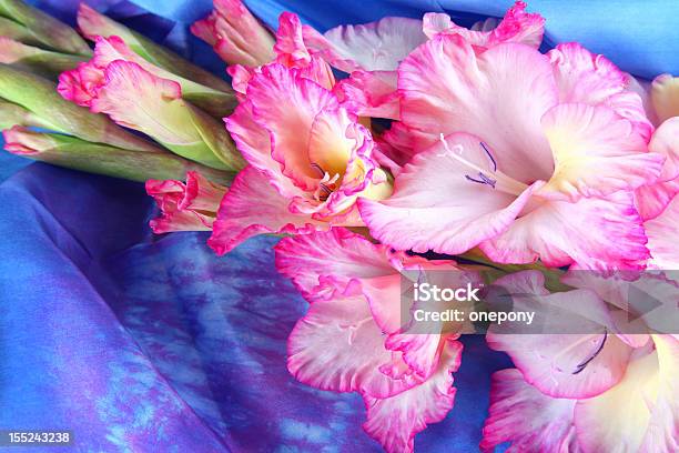 Pink Gladiole Stockfoto und mehr Bilder von Baumblüte - Baumblüte, Blau, Blume