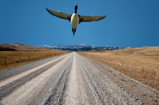 A bird 'Common Loon' flying over Rockies