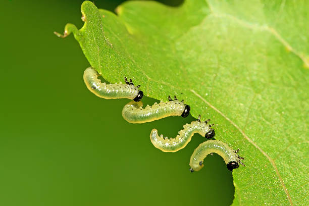 istock groups of insects eating leaves 155243396