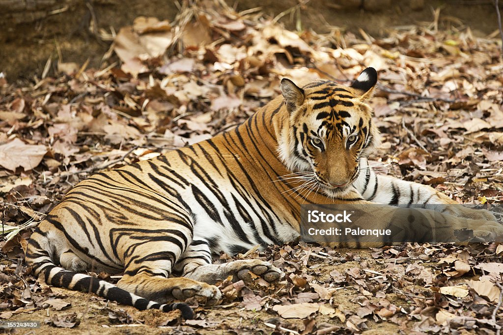 Large male Bengal tiger Large male Bengal tiger in Bandhavgarh National Park, India Animal Stock Photo