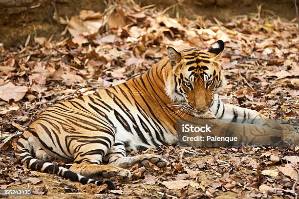 Large Male Bengal Tiger Stock Photo - Download Image Now - Animal, Animal Body Part, Animal Hair