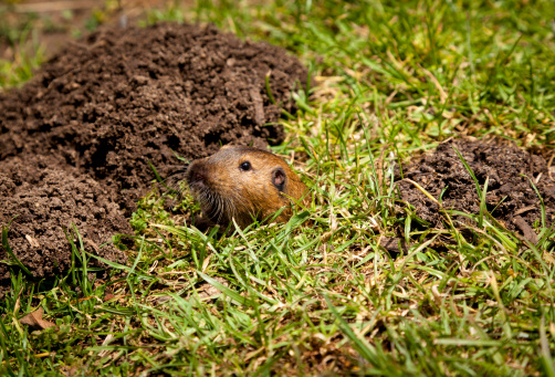 A gopher next to mounds of dirt peaking out of a hole.