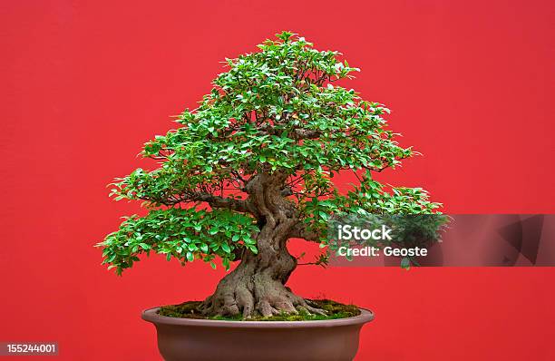 Bonsai Tree Stock Photo - Download Image Now - Art, Art And Craft, Beauty In Nature