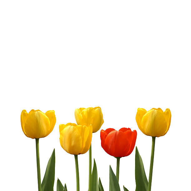 istock red tulip among yellow tulips on a white background 155244014