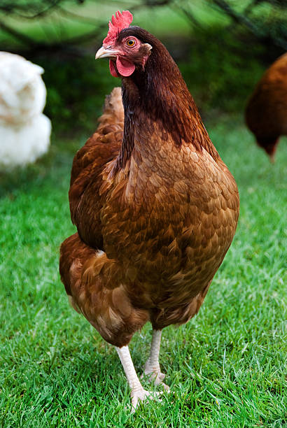 hühnchen aus freilandhaltung - rhode island red huhn stock-fotos und bilder