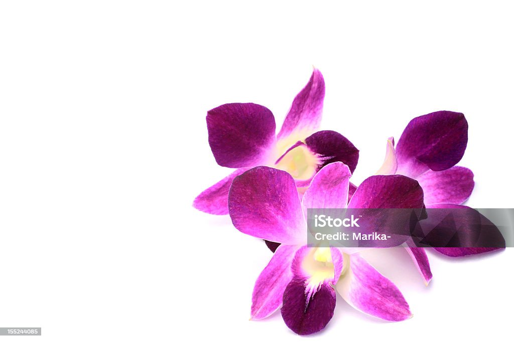 Dendrobium Phalaenopsis - Photo de Beauté libre de droits