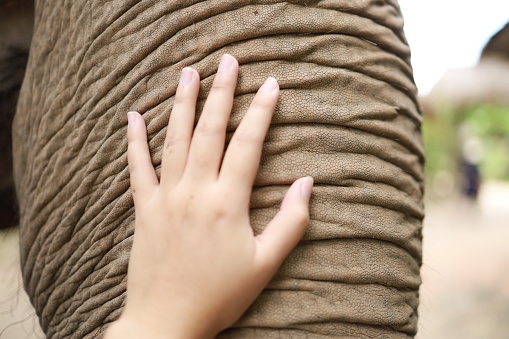 Human hand touching Asian elephant.