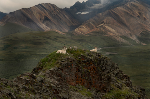 Dall Sheep (Ovis dalli dalli) rams, take refuge on a rock outcropping at Polychrome Pass, Denali National Park, Alaska.The animal for whom the Denali Park was created to protect.  