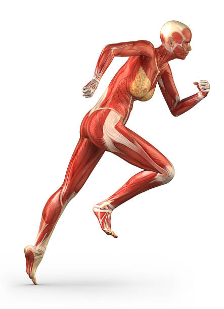 istock Running female with anatomy of muscular system 155244529