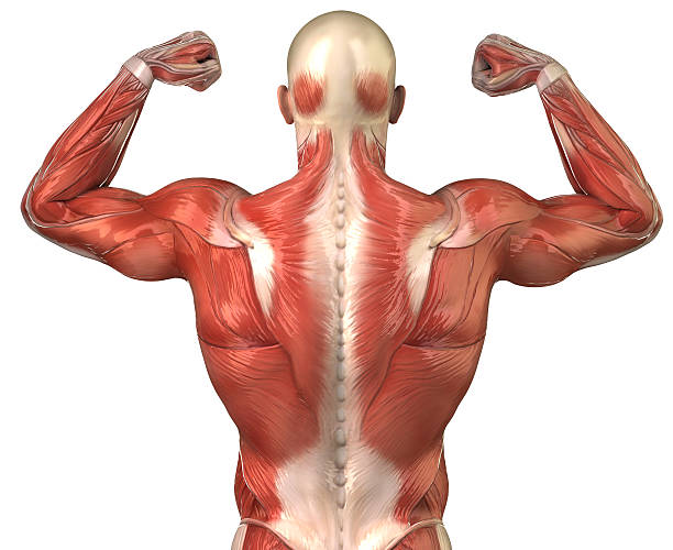 Human back muscular system posterior view isolated Body-builder with visible muscles deltoid photos stock pictures, royalty-free photos & images