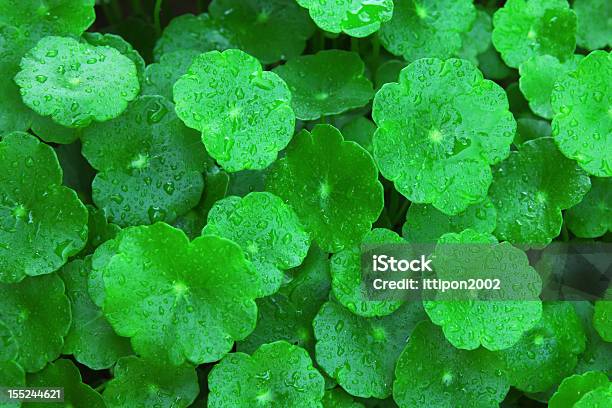 Gotu Kola Foto de stock y más banco de imágenes de Alimento - Alimento, Artritis, Asistencia sanitaria y medicina