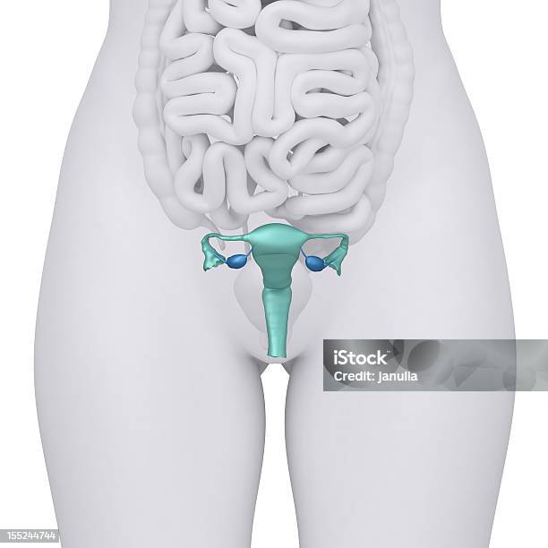 구조 여성 생식계통 Systen 전면도 0명에 대한 스톡 사진 및 기타 이미지 - 0명, 건강관리와 의술, 난소