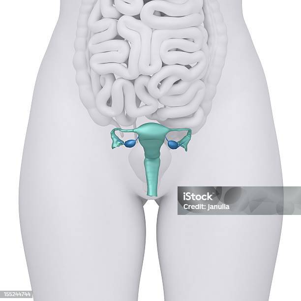 Anatomia De Vista Anterior Systen Reprodutivo Feminino - Fotografias de stock e mais imagens de Abdómen