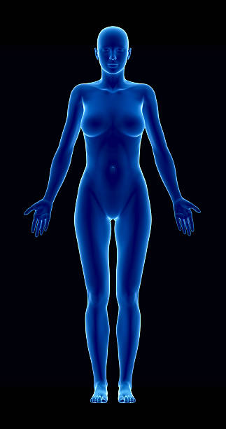 istock Female figure in anatomical position anteriror view 155244745