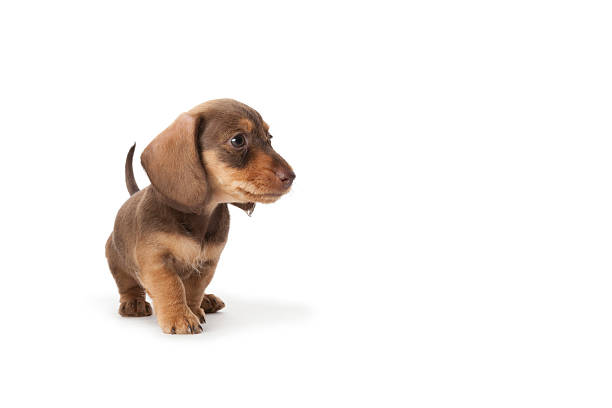 istock Wire-haired dachshund puppy 155244760