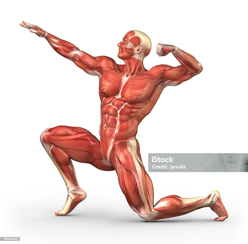 Construtor de corpo, com músculos visíveis - Royalty-free Músculo Esquelético Foto de stock