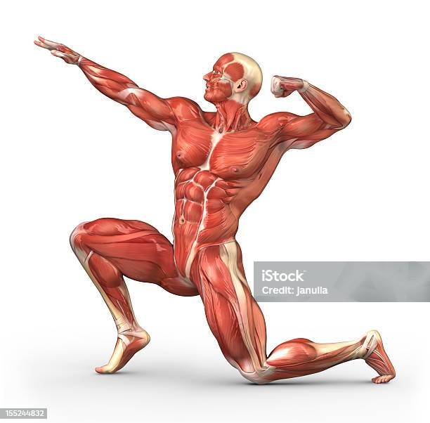 Construtor De Corpo Com Músculos Visíveis - Fotografias de stock e mais imagens de Músculo Esquelético - Músculo Esquelético, Anatomia, Adductor Magnus