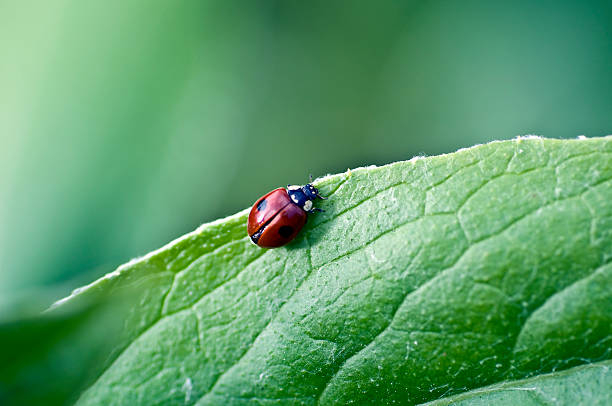 Lady bird close-up na folha verde na primavera nos EUA - foto de acervo