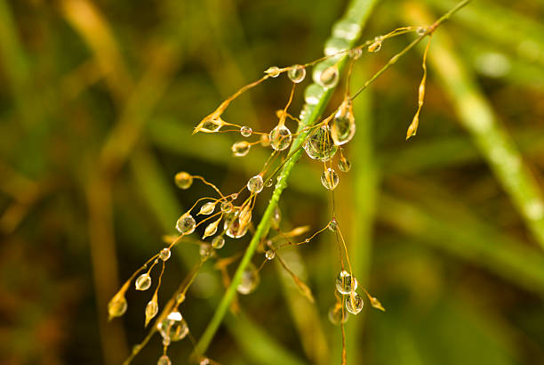 Plant, Wavy Hair grass, Seed heads, raindrops stock photo