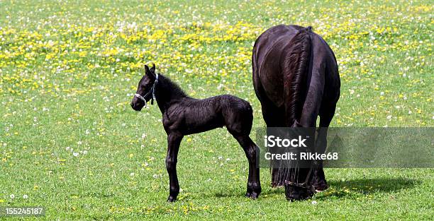 Foto de Cavalos e mais fotos de stock de Amor - Amor, Animal, Animal doméstico