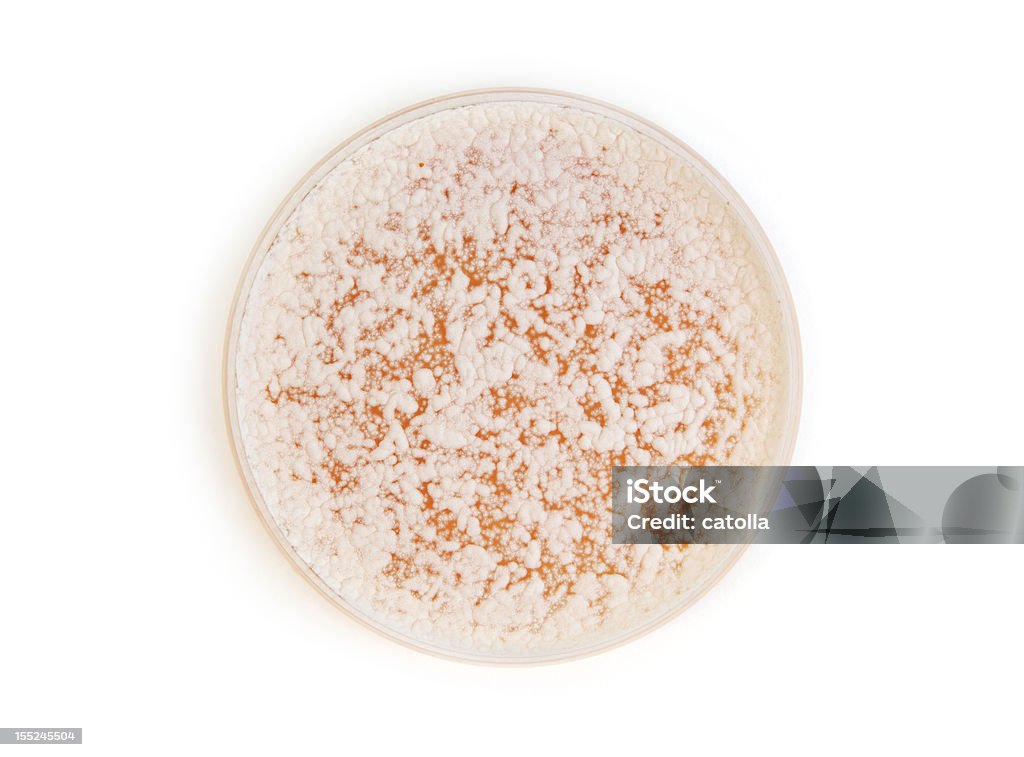fungi auf agar plate - Lizenzfrei Agargel Stock-Foto