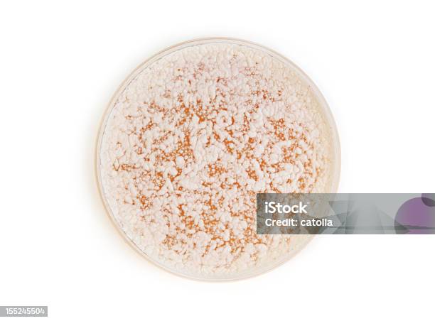 Fungi Auf Agar Plate Stockfoto und mehr Bilder von Agargel - Agargel, Bakterie, Extreme Nahaufnahme