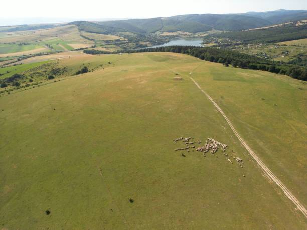 istock a view from a helicopter over a field with many animals in it 1552455519