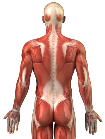 Anatomía del sistema muscular-Vista posterior humana photo