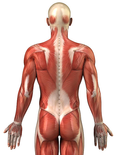 anatomia del sistema muscolare uomo vista posteriore - human muscle back muscular build men foto e immagini stock