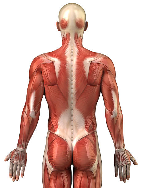 istock Anatomy of human muscular system posterior view 155245875