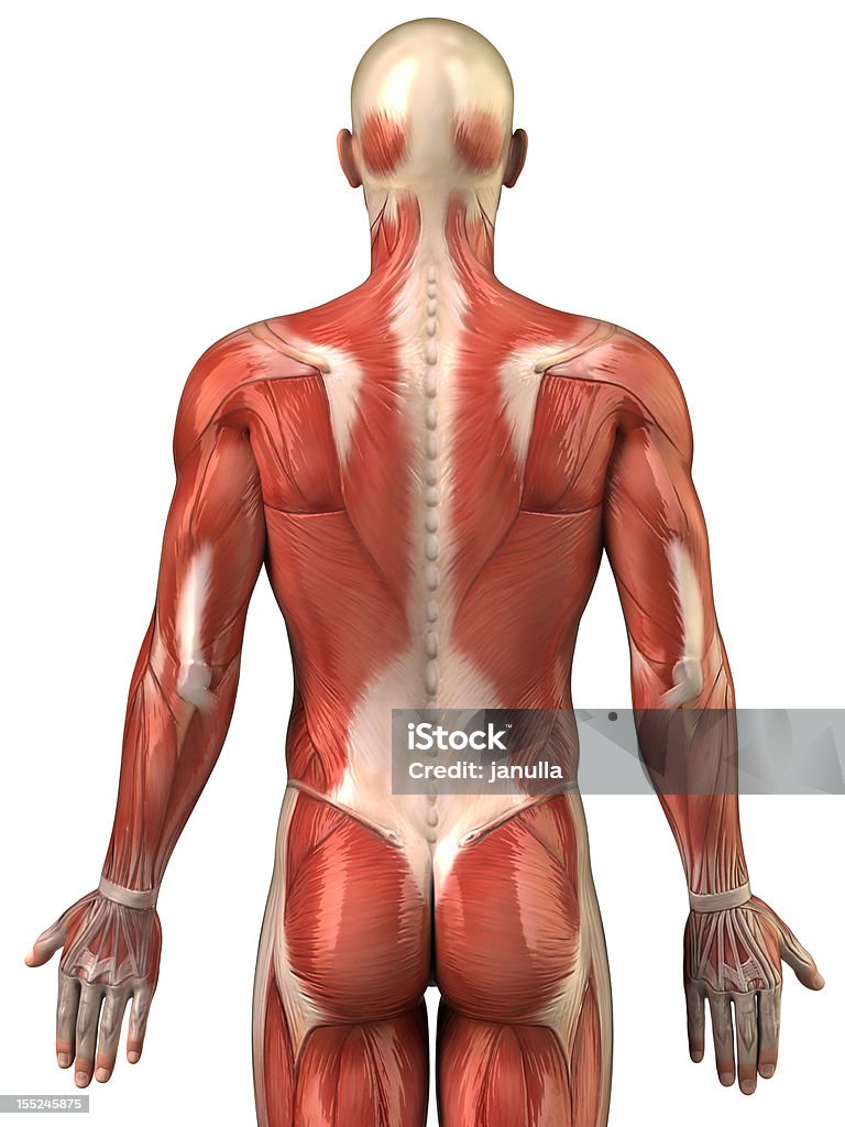 Anatomy of human muscular system posterior view Human back muscles isolated Muscular Build Stock Photo