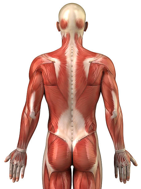 Anatomy of human muscular system posterior view stock photo