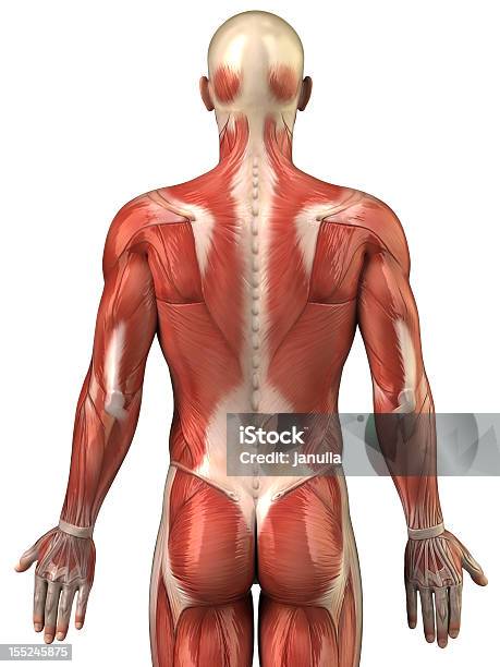 Анатомия Человека Мышечной Системы Posterior View — стоковые фотографии и другие картинки Вид сзади - Вид сзади, Мускулистый, Спина