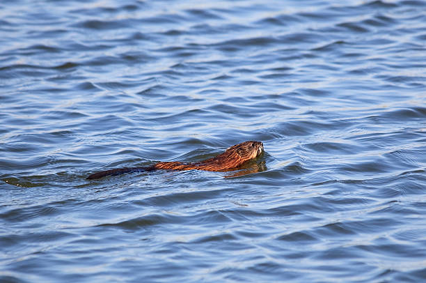 istock Muskrat in the water. 155245915