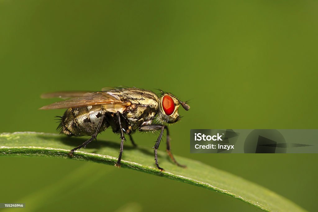 muscidae insetti - Foto stock royalty-free di Ambientazione esterna