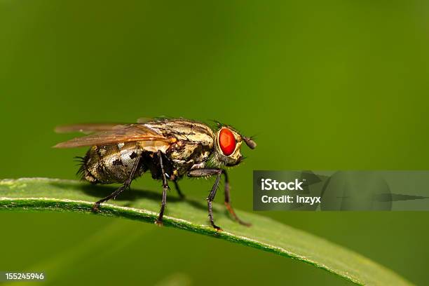 Foto de Muscidae Insetos e mais fotos de stock de Animal - Animal, Animal selvagem, Bactéria