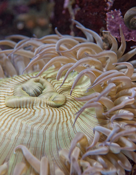detalhe do ouriço-do-mar - green sea urchin fotos - fotografias e filmes do acervo