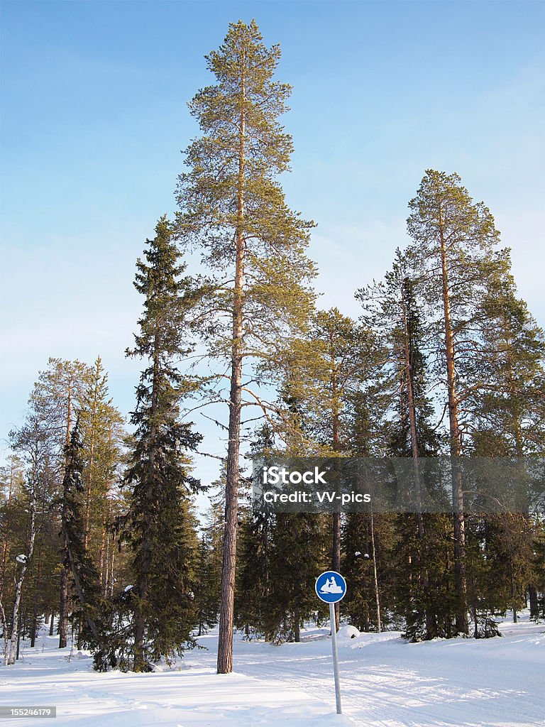 Ścieżka w lesie śnieg - Zbiór zdjęć royalty-free (Arktyka)