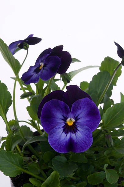 multicolor pansy stock photo