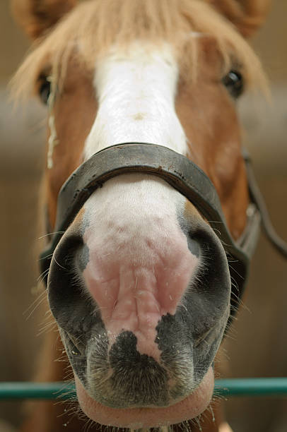 istock Detail of a draft horse head 155246313