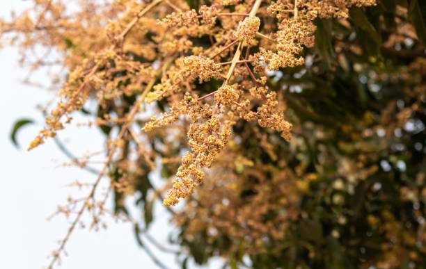 istock Closeup of Mango Flower on Its Tree Branch with Selective Focus 1552465477