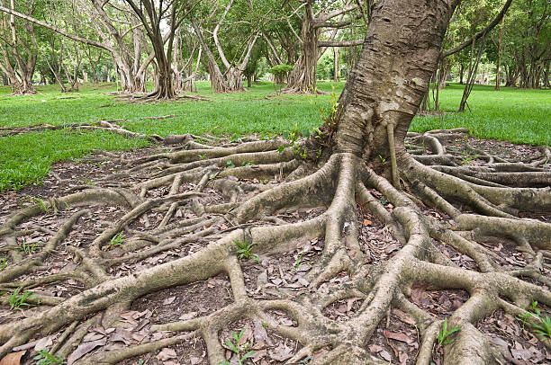 istock root of tree in the garden 155246597