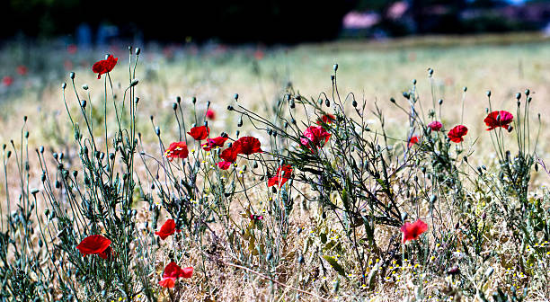 istock Poppies growing in a wild field 155246816