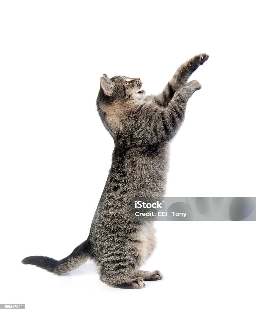 Cute tabby kitten on white Cute tabby cat on a white background Animal Stock Photo