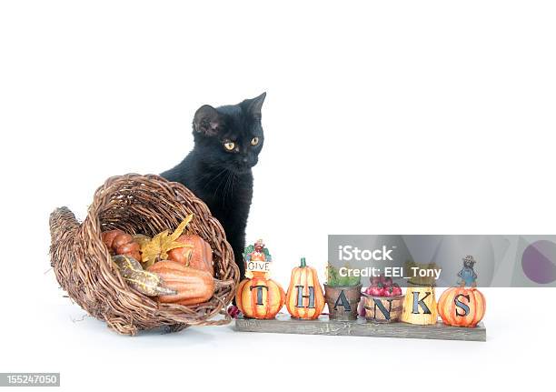 Gato Preto E Corucopia - Fotografias de stock e mais imagens de Dia de Ação de Graças - Dia de Ação de Graças, Gato domesticado, Animal de Estimação