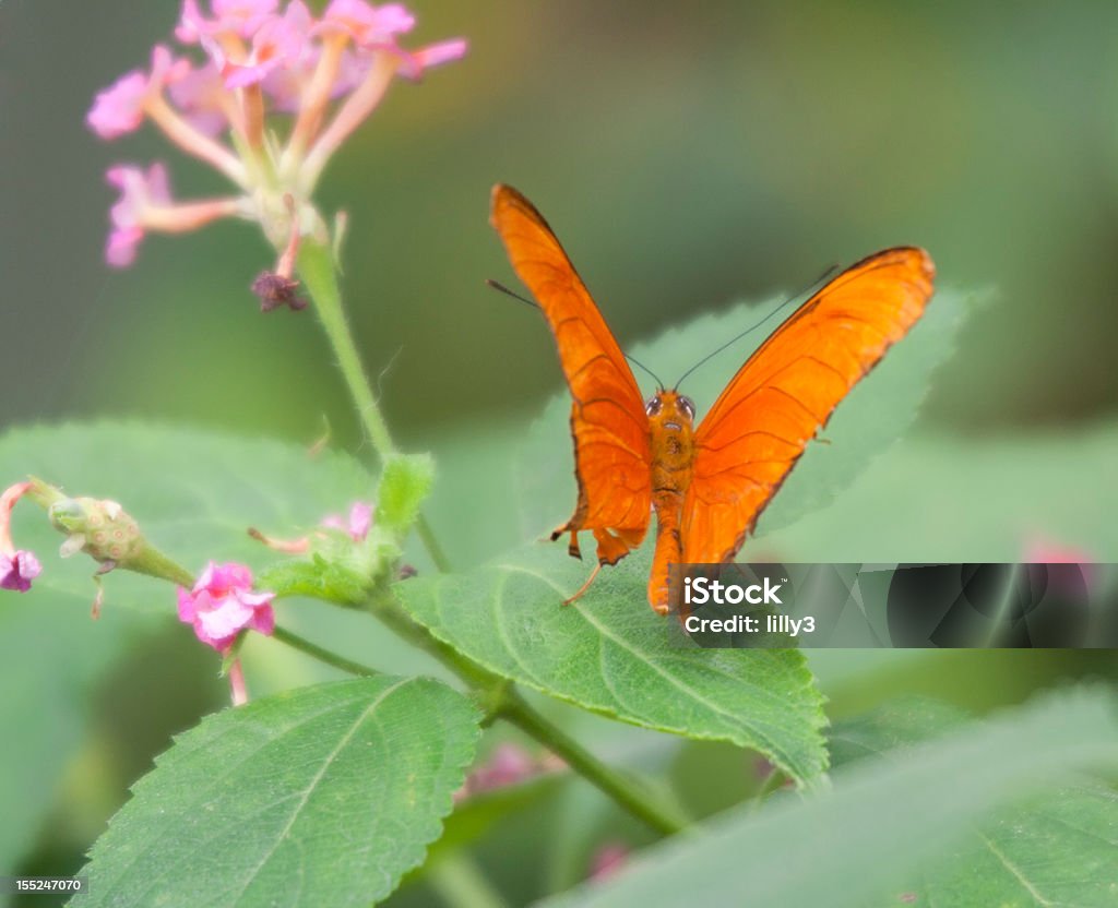 Julia Heliconian papillon volant - Photo de Aile d'animal libre de droits