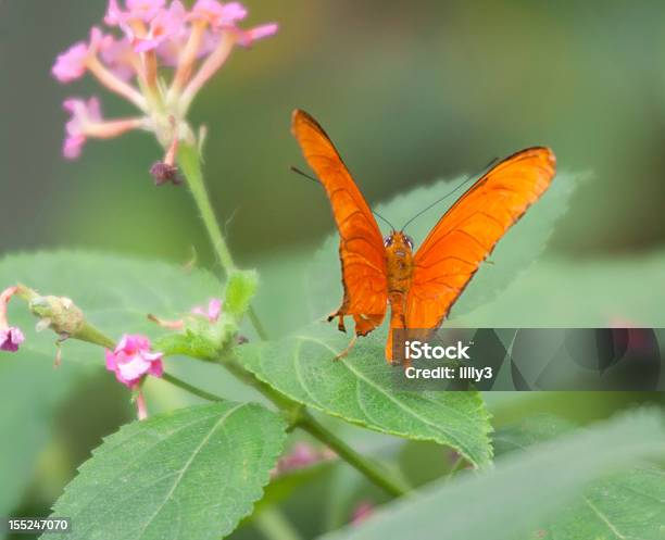 Photo libre de droit de Julia Heliconian Papillon Volant banque d'images et plus d'images libres de droit de Aile d'animal - Aile d'animal, Ailes déployées, Amérique du Nord